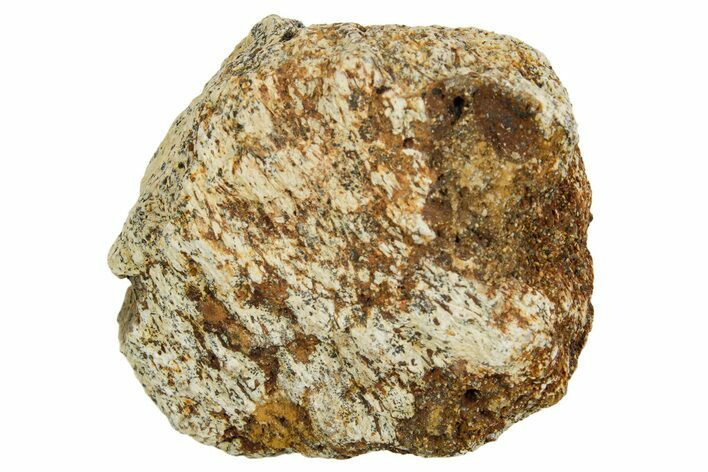 Dinosaur (Triceratops) Frill Shield Section - Montana #373777